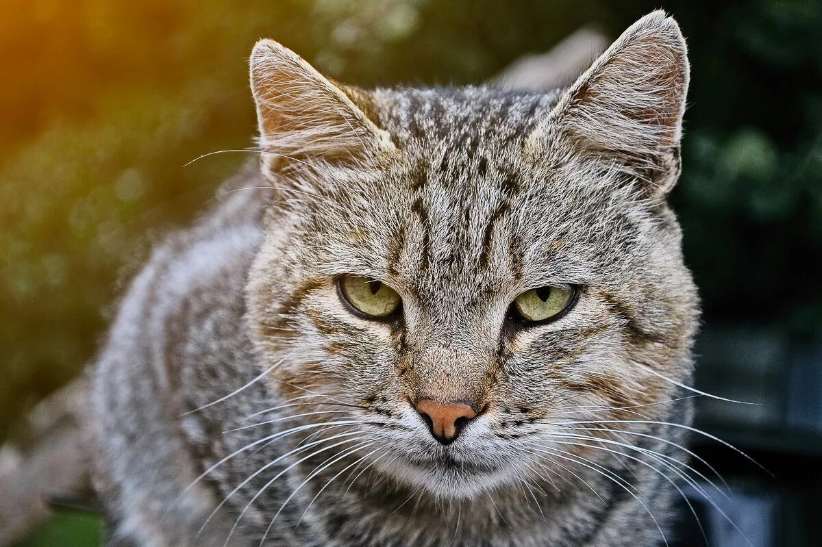 коты оглоеды. кот мурзик кошка. мурзик. кот породы мурзик. кошечка мурзик.