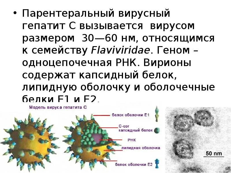 Гепатит а вызывается вирусом. Вирион гепатита с. Парентеральные вирусные гепатиты. Вирионы вирусов гепатита c. Вирусный гепатит задачи