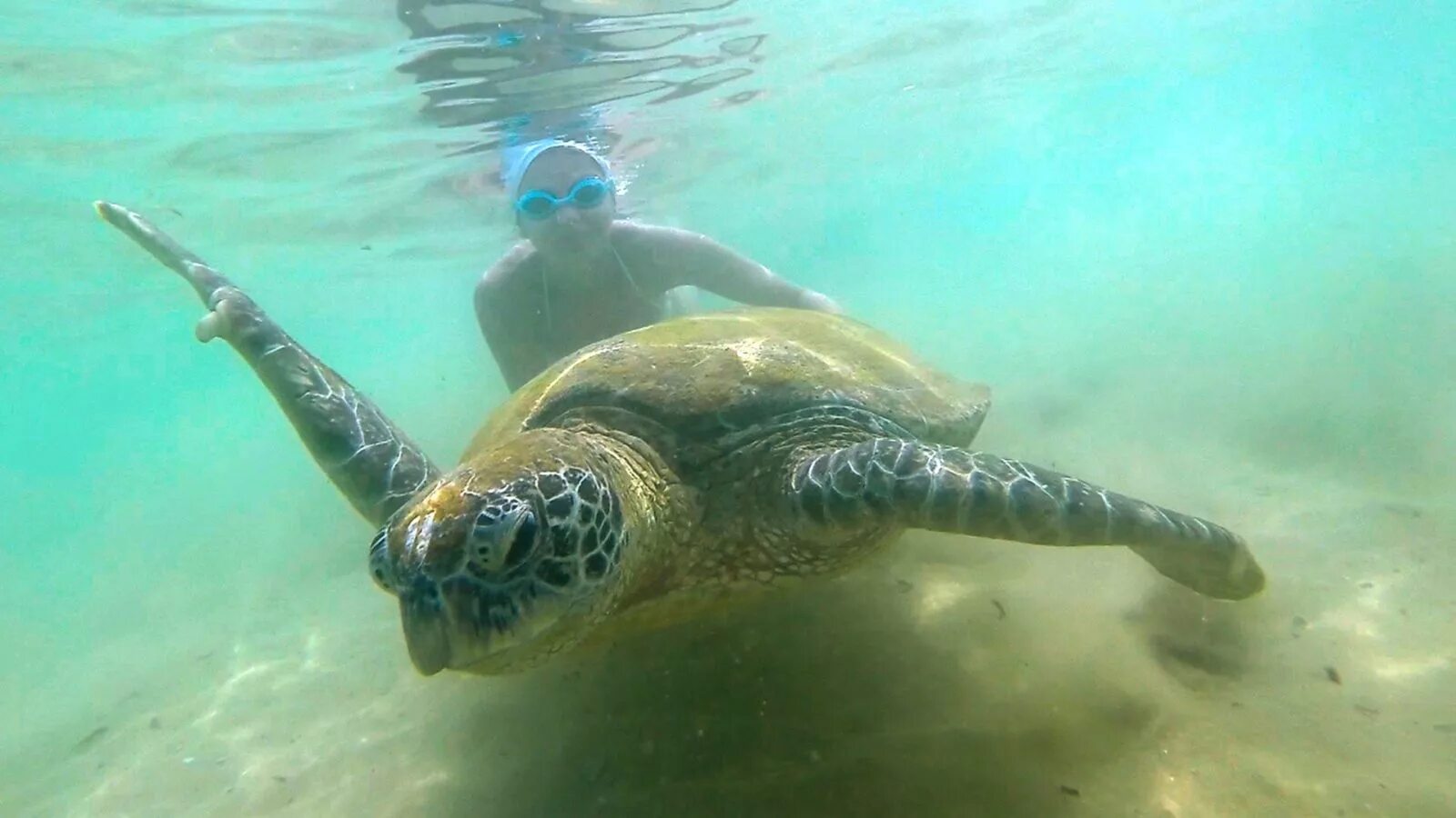 Пляж джангл бич шри ланка. Унаватуна шри ланка. Пляж хиккадува шри ланка черепахи. Шри ланка черепаший пляж. Унаватуна черепаший пляж.