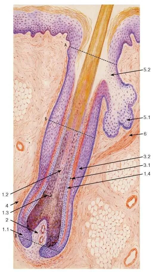 Кожа волосистой части головы гистология. Потовая железа в тонкой кожи гистология. Кожа волосистой части головы гистология препарат. Строение волосяного фолликула гистология.