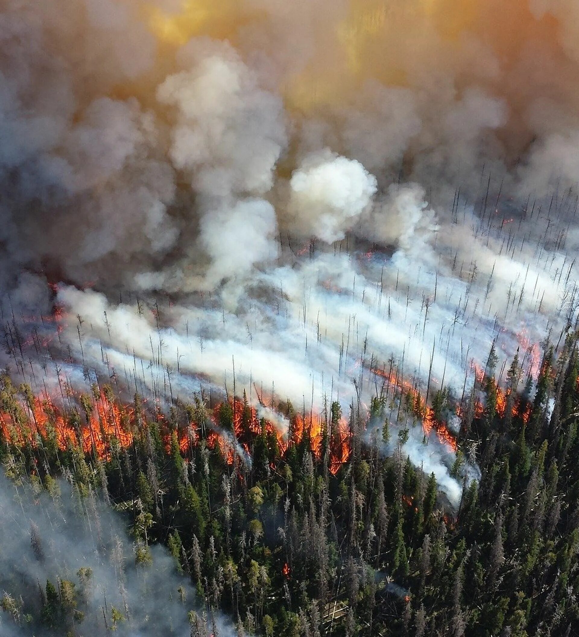 Слёзы льются водопадом потушил Лесной пожар фото.