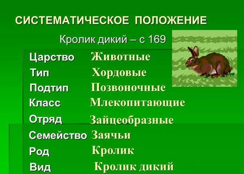 Дикий 5 содержание. Систематику животных. Систематика кролика. Систематика животных примеры. Систематические таксоны жи.