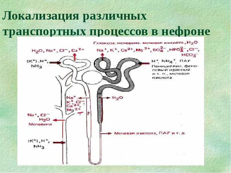 Процесс мочеобразования в нефроне. Схема основных процессов в нефроне. Физиология мочеобразования нефрон. Почки нефрон мочеобразования. Моча из капсулы нефрона поступает