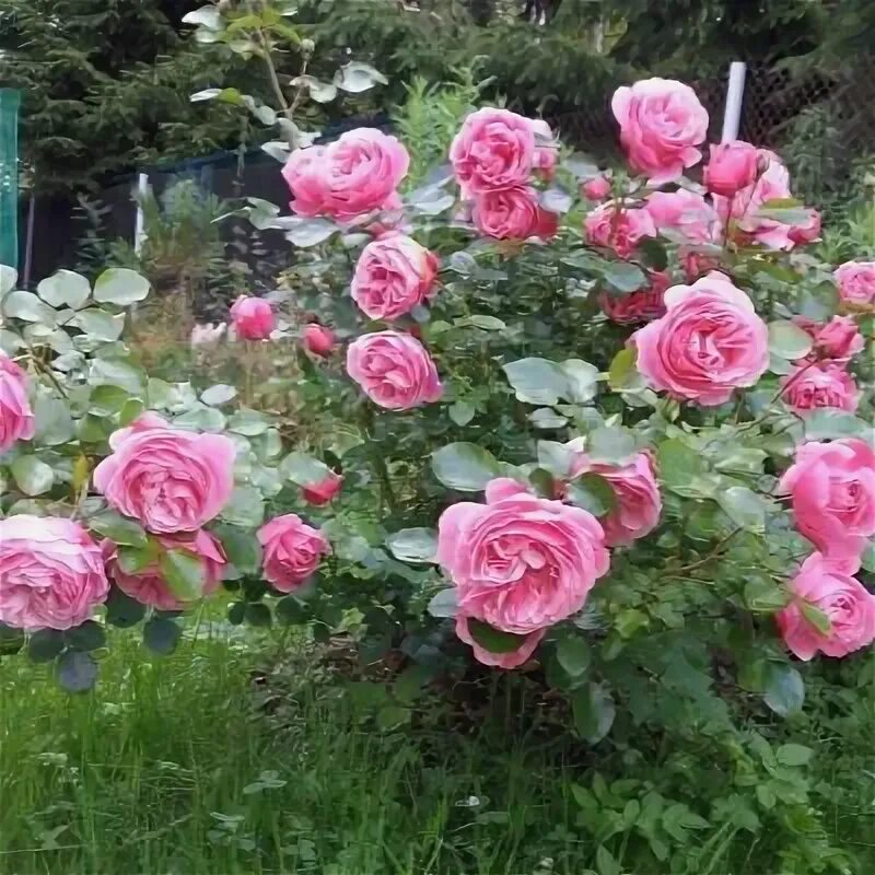 Роза делия фото и описание