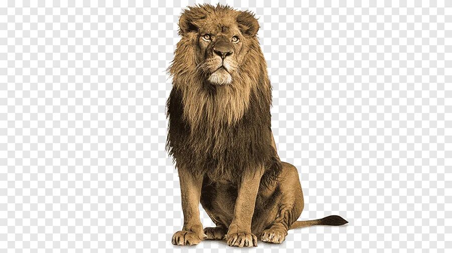 Фото льва на белом фоне Majestic Lion King