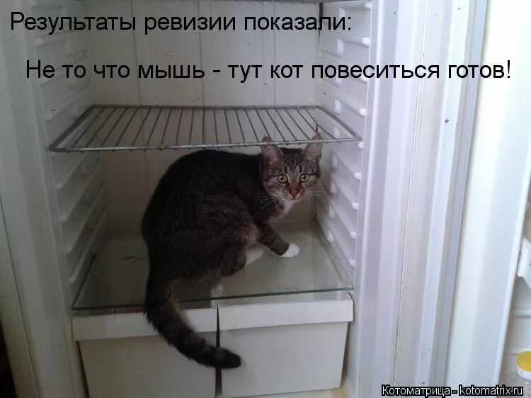 В холодильнике есть что нибудь. Кот в холодильнике. мышь в холодильнике.