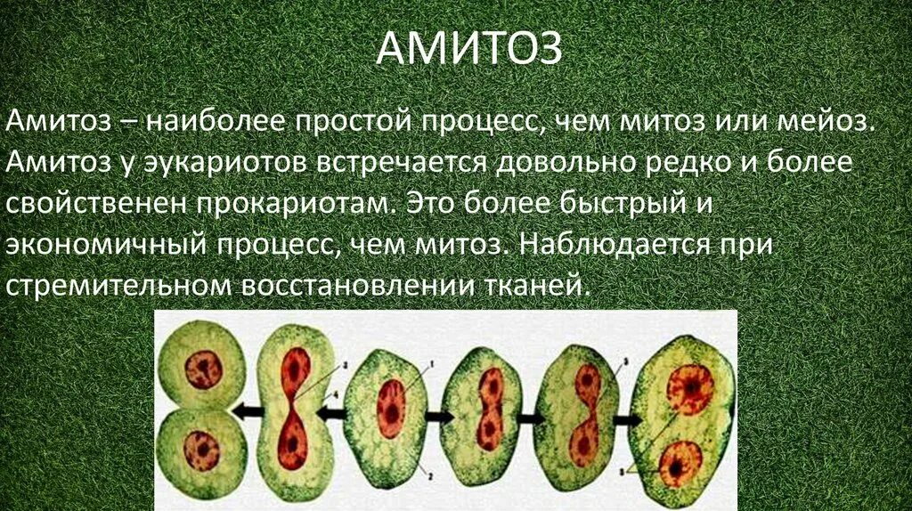 Что такое амитоз чем отличается от митоза. Деление клетки амитоз. амитоз эндомитоз политения. клеточное деления амитоз. митоз и амитоз.
