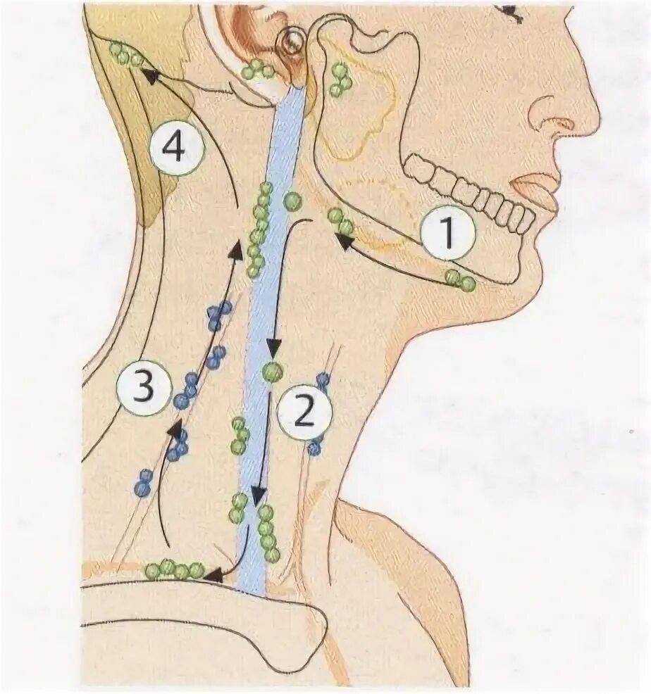 Есть ли лимфоузлы. Регионарные лимфоузлы гортани. Заглоточные лимфоузлы. Лимфоузлы на гортани расположение.
