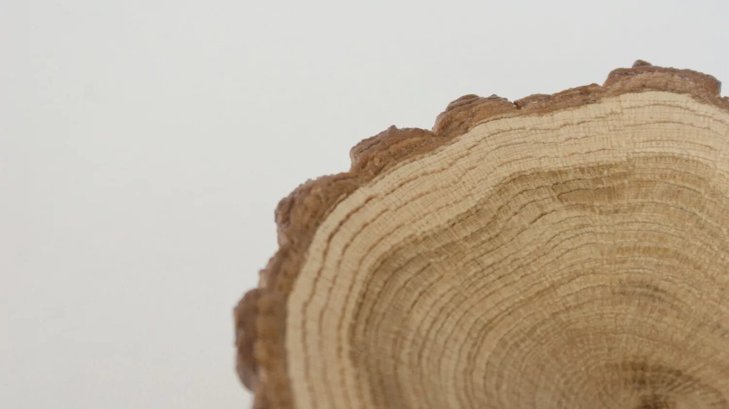 Срез последних без среза последних. Срез последних без среза последних. Обработка нижнего среза изделия технологическая карта. Ветка бузины поперечный срез строение. Поперечный срез стебля дуба.