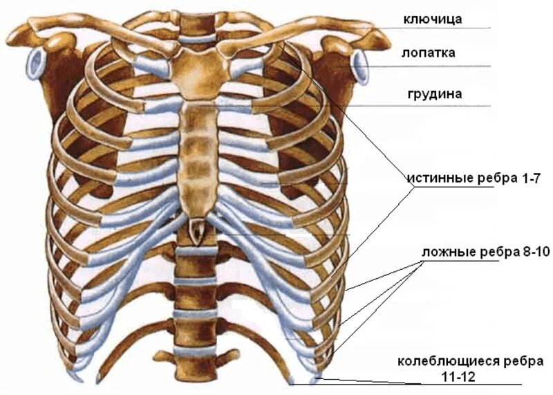 Между 6 и 7 ребром. Грудная клетка анатомия 10 ребро. Грудная клетка 12 пар ребер,Грудина,12 грудных позвонков. Строение грудной клетки ребра и Грудина. Ребра и Грудина анатомия строение.