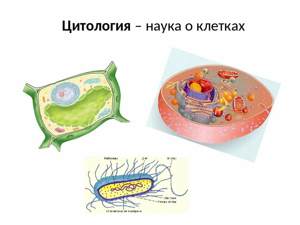 Биологическая клетка является. Цитология наука о клетке 5 класс биология. Цитология наука о клетке строение клетки 5 класс биология. Цвтология Гуака о клетки ?. Основы цитологии клетка.