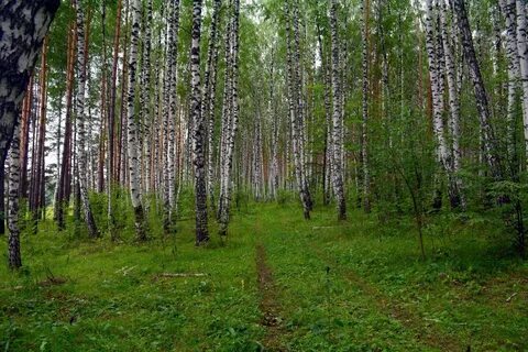 Зубчатый бор