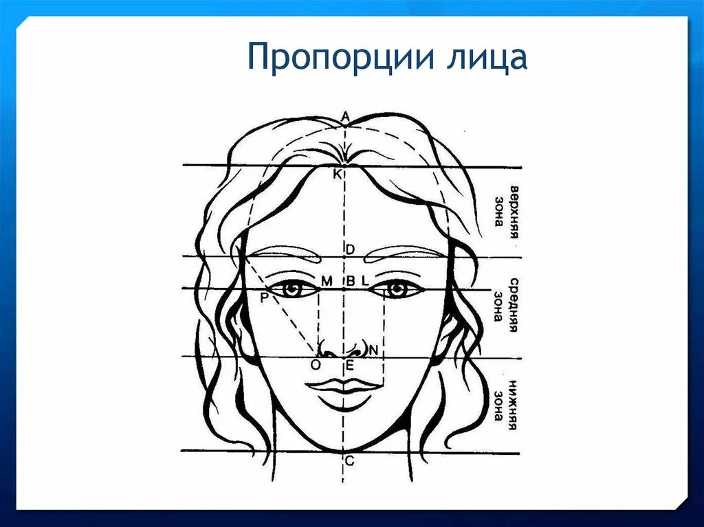 Портрет человека презентация 3 класс. Пропорции лица. Портрет пропорции лица. Пропорции человеческого лица. Пропорции лица изо.