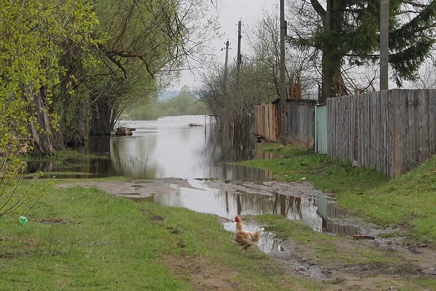 Уровень воды в ипути на сегодня. Ипуть деревня. Катичи Новозыбковский район. Старые Бобовичи Новозыбковский район. Ипуть разлив.