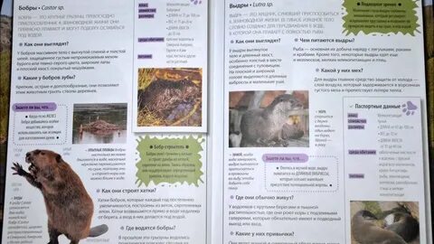 Среда обитания бобра