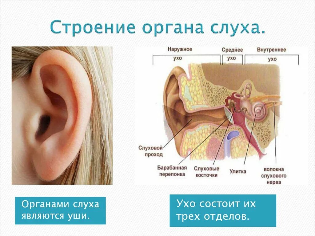 Из каких отделов состоит ухо. Орган слуха анатомия уха строение. Строение уха для дошкольников. Орган слуха 8 класс биология. Строение органа слуха человека анатомия.