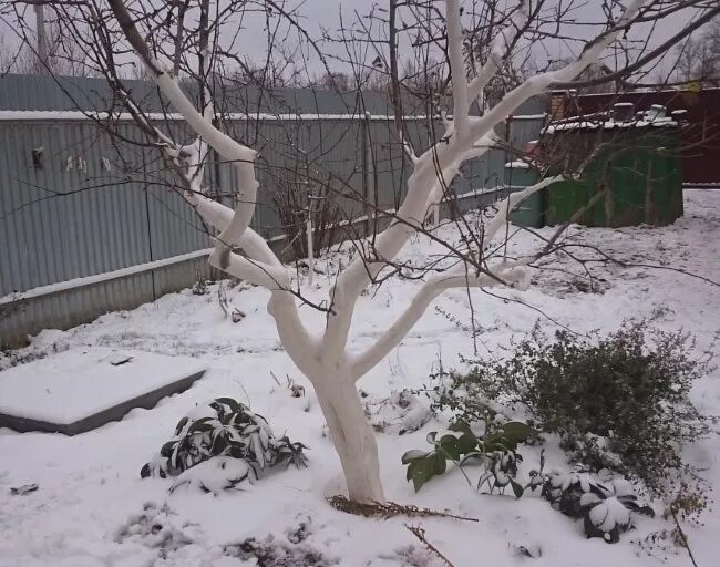 Обрезка яблоня белый налив. Омолаживание старой яблони. Омолаживающая обрезка старой яблони. Омолодить старую яблоню. Как омолодить старую яблоню