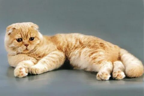Кошка скоттиш фолд