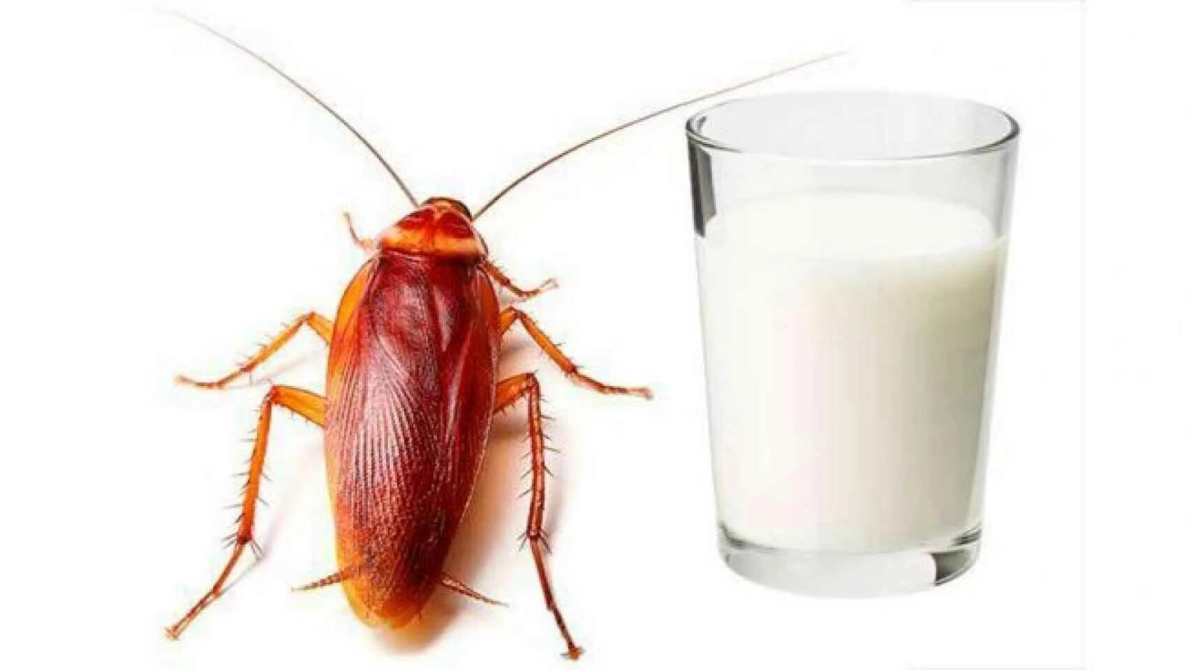Cucaracha