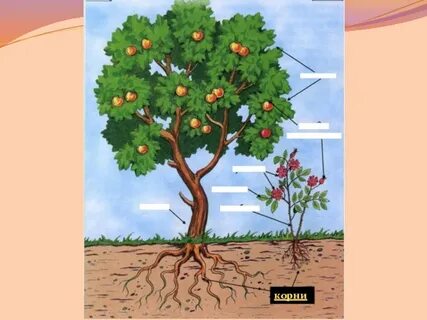 Строение растения и дерева