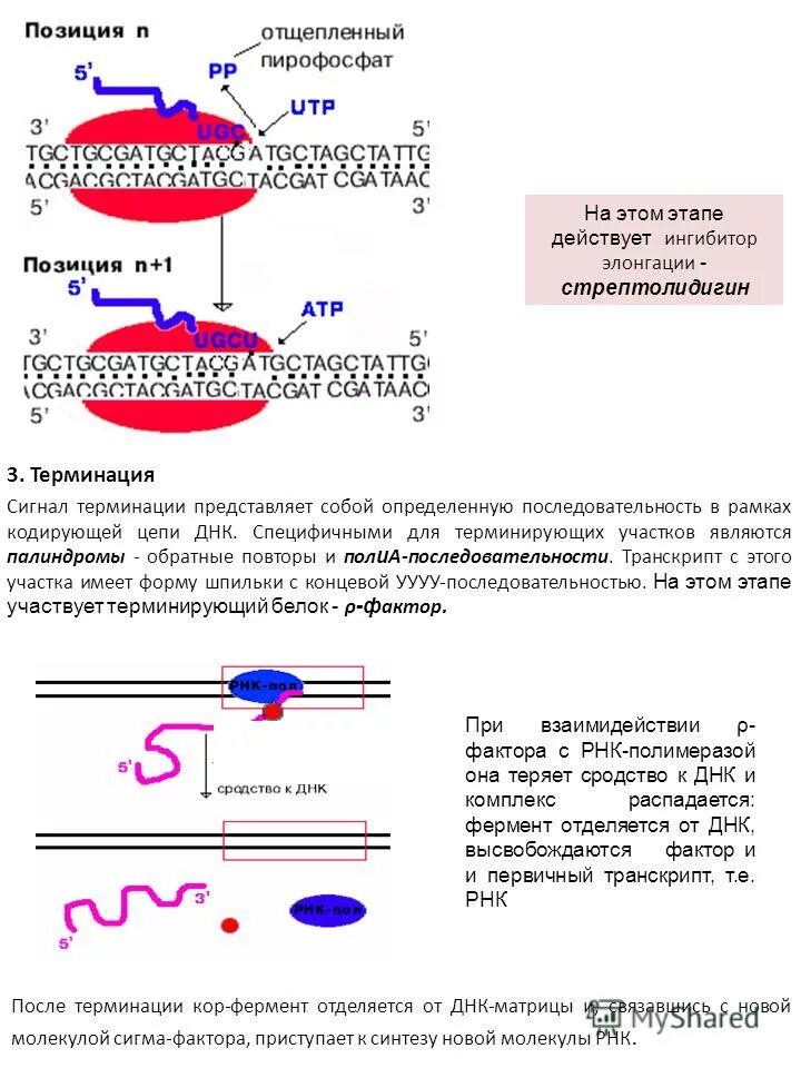 Рнк зависимой днк полимеразой