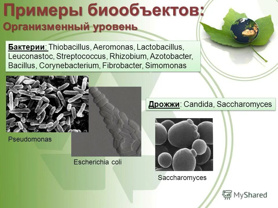 Бактерия уровень организации. Биологические объекты биотехнологии. Биообъекты классификация. Биообъект в биотехнологии это. Классификация биообъектов в биотехнологии.