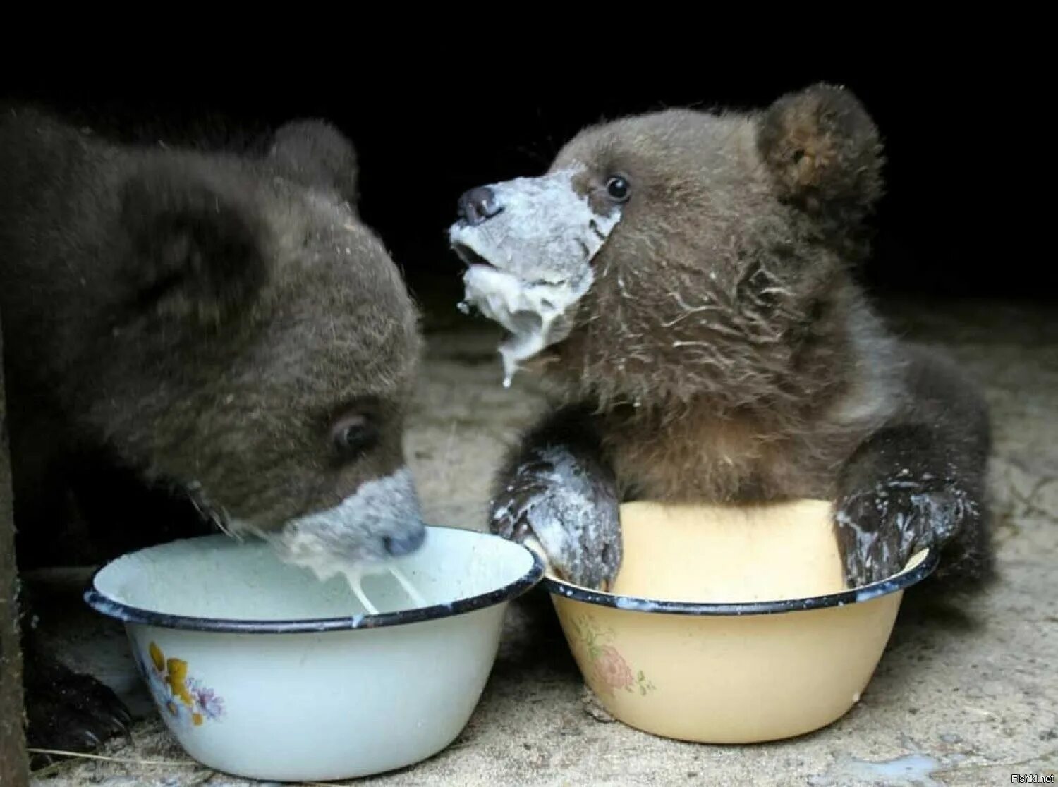 Животные едят и пьют
