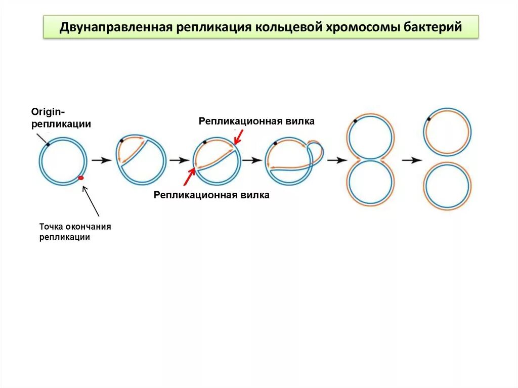 Образование дочерних днк. Репликация ДНК У прокариот схема. Схема репликации у прокариот. Схема репликации ДНК бактерий. Репликация у бактерий механизм.