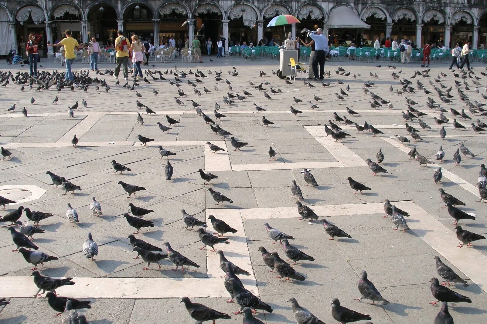 Площадь голубей. Площадь сан марко голуби. Голуби в венеции. Венеция сан марко кормление голубей. Голуби на площади сан-марко в венеции.