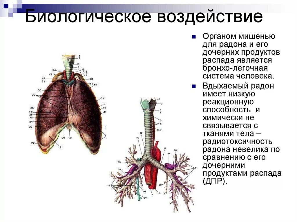 Закон биологического распада. Воздействие радона на организм. Радон и его биологическое действие.. Влияние радона на организм. Воздействие радона на организм человека.