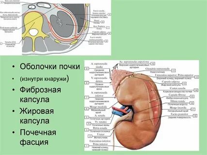 Жировая почка