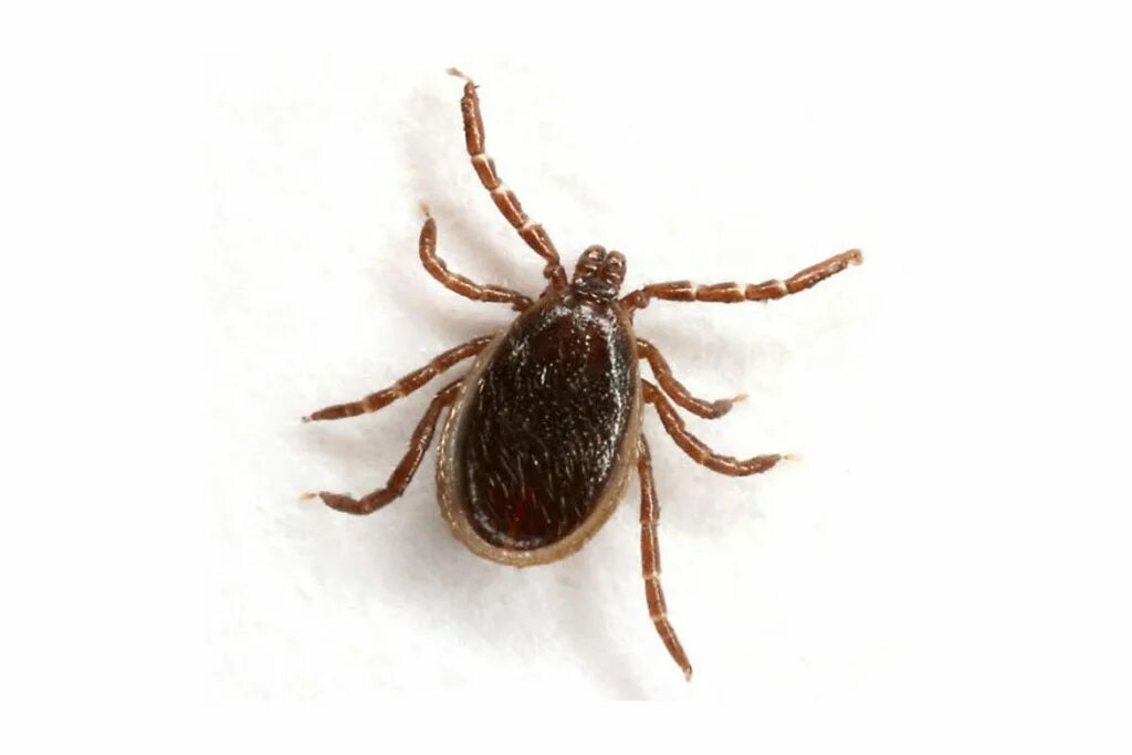 Клещи Ixodes. Ixodes scapularis. Клещ i scapularis. Черноногий клещ. Клещ пьющий кровь