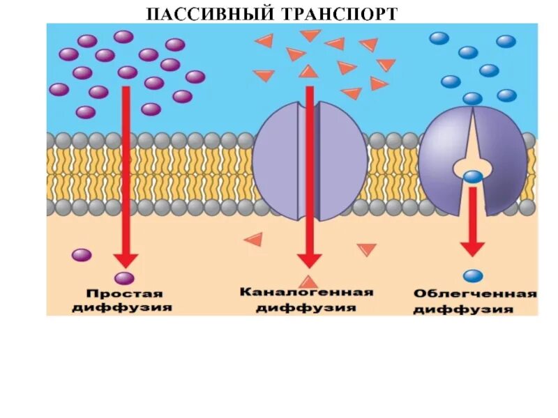 Диффузия какой транспорт. Мембранный транспорт пассивный активный облегченный. пассивный транспорт веществ через клеточную мембрану. пассивная диффузия облегченная диффузия активный транспорт. мембранный транспорт пассивный диффузия.