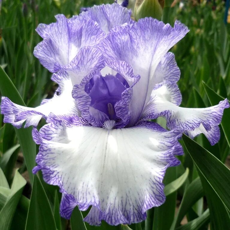 Ирис касатик синий. Ирис сетчатый фабиола. Ирис бородатый (сорт 'beverly sills'). Ирис голландский блю мэджик. Ирис сибирский кембридж.