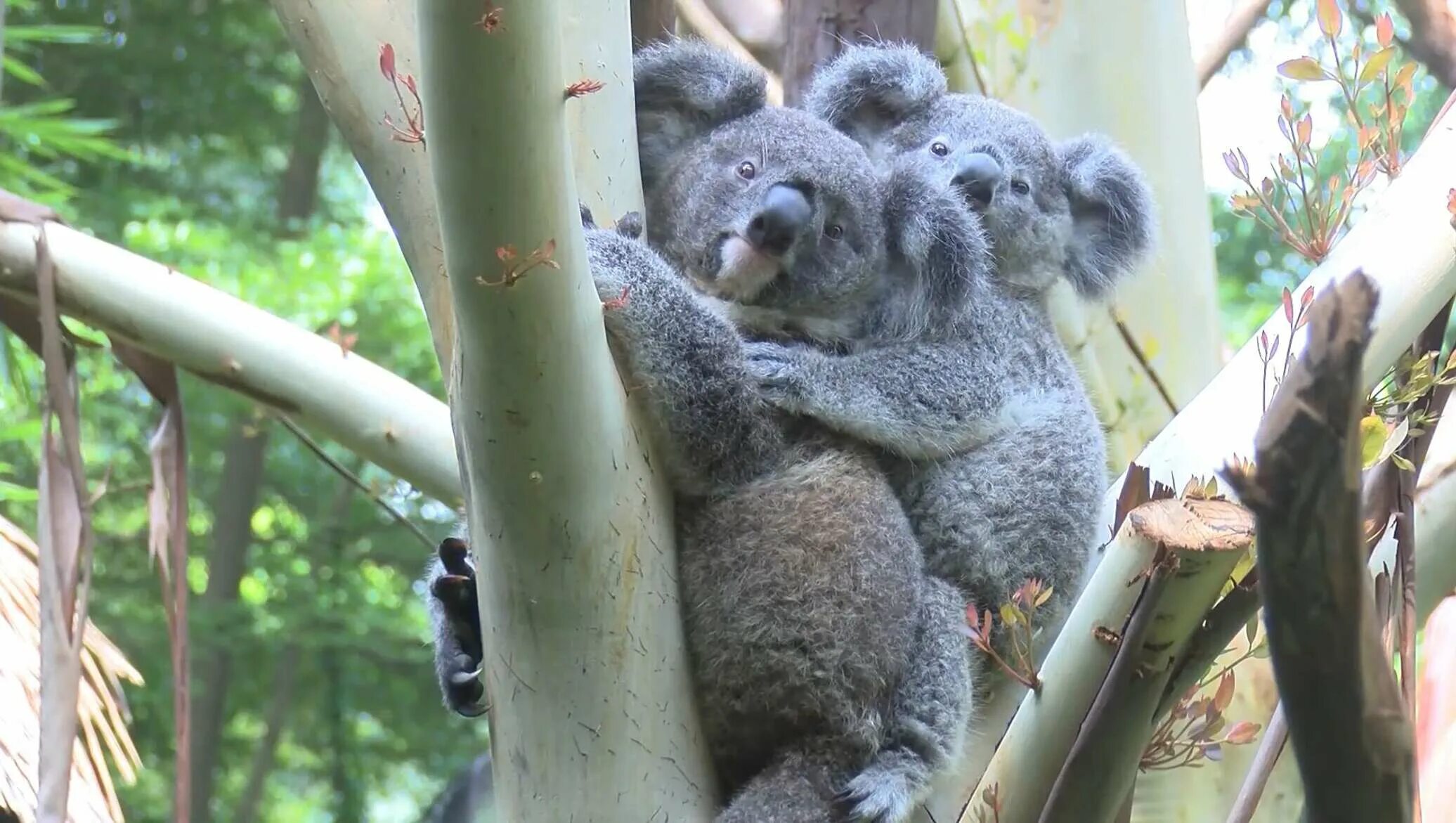 Семья коал. Коалы с малышом. Популяция коал. Коала с детенышем в сумке.