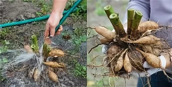 Как оживить георгины после зимы. Георгины корни. деление георгинов осенью. корневая шейка георгин.