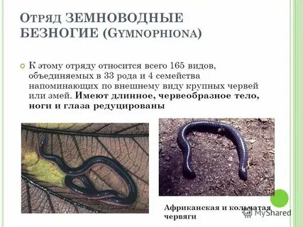 Безногим фото