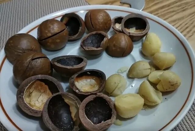 Скорлупа ореха макадамия применение. Поделки из скорлупок макадамии. поделка из орехов макадамии. поделка из скорлупы ореха макадамии. поделки из скорлупы орехов макадамия.