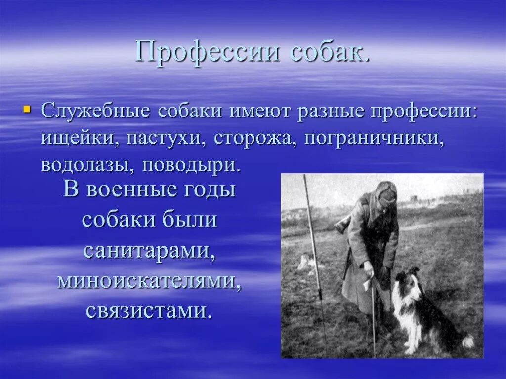 Профессии собак презентация. Презентация служебн собаки. Проект профессия собака. Человек и собака для презентации.