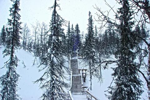 Кировск лес