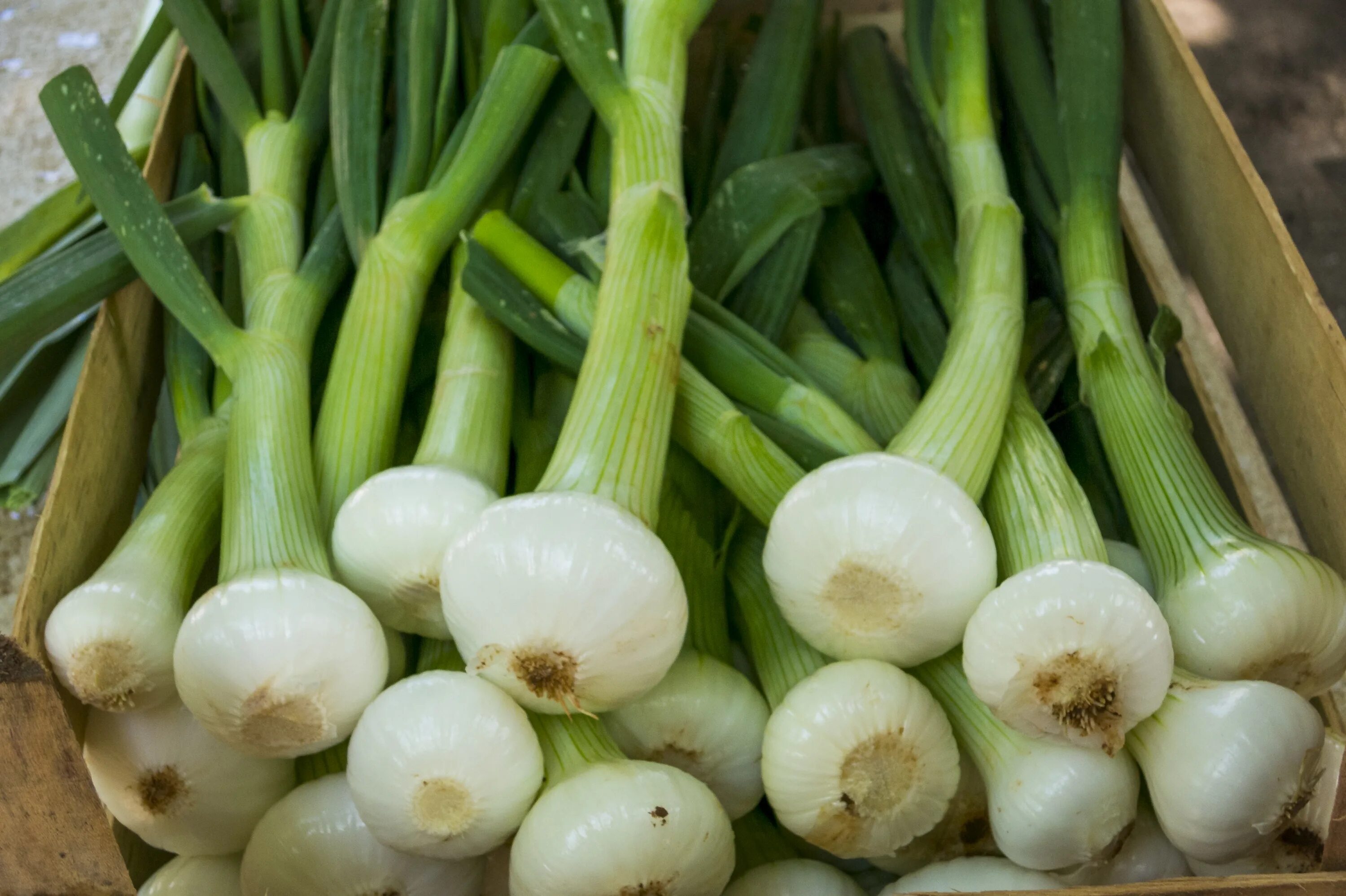 Mixed onion. Лук-порей шалот. Шалот порей. Лук (репчатый, шалот, порей, шнитт-лук, порей). Лук шалот и лук порей.