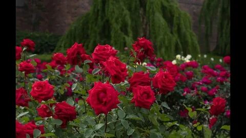 Rose garden 3