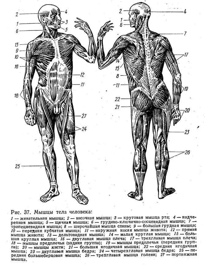 Класс мышцы. Строение тела человека спереди. Мышцы туловища анатомия схема. Мышцы туловища и конечностей 8 класс биология. Мышцы туловища спереди рисунок.