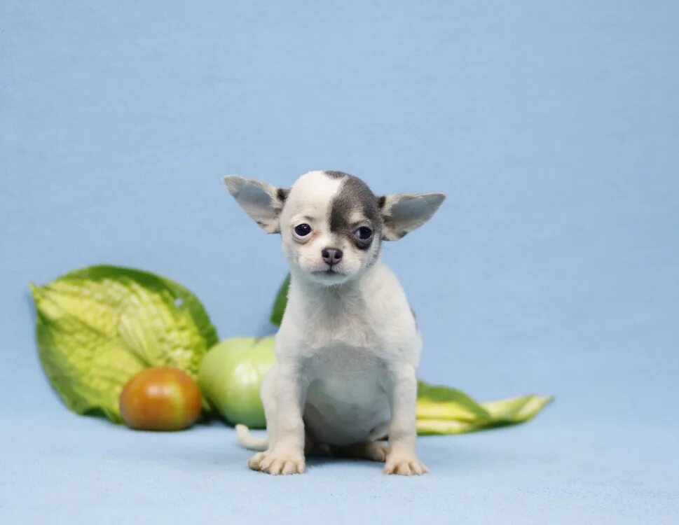 Питомники чихуахуа в тамбове. Питомник чихуахуа. Домик азалии питомник чихуахуа. Питомник парадигма чихуахуа. Официальные питомники чихуахуа.