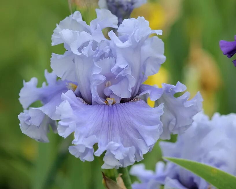 ирис бородатый тропикал пассион. ирис totally tropical. Iris lust. ирис дарк бризард. ирис дип блэк.