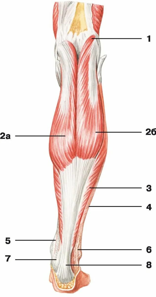 Сухожилие бедро задняя. Икроножная мышца анатомия. Мышцы медиальной поверхности голени. Анатомия икроножной мышцы человека.