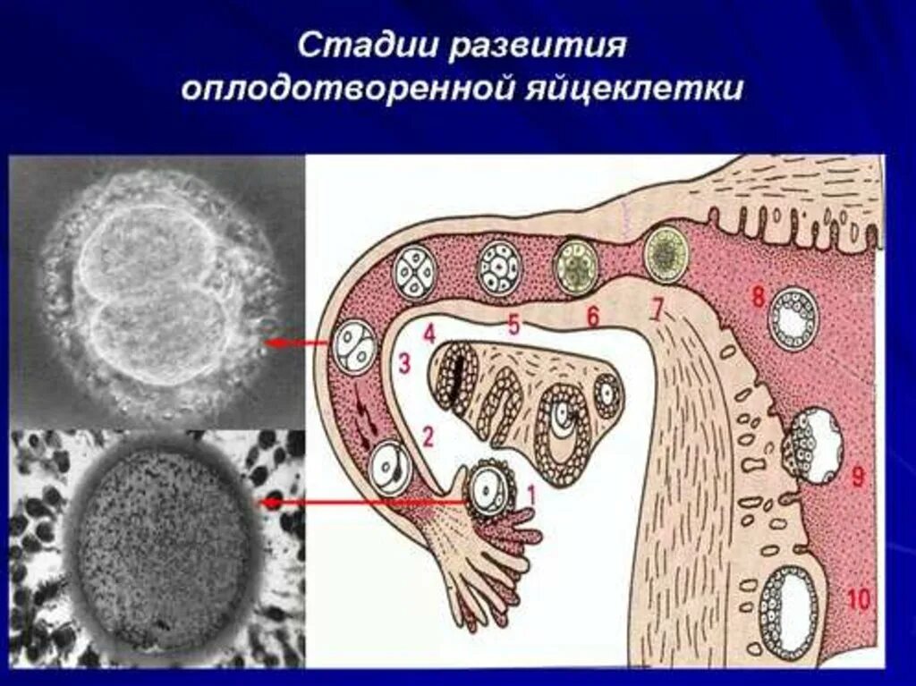 Где происходит образование яйцеклеток. Этапы развития оплодотворенной яйцеклетки. Стадий формирования яйцеклетки. Стадии развития оплодотворения яйцеклетки. Стадии развития яйцеклетки.