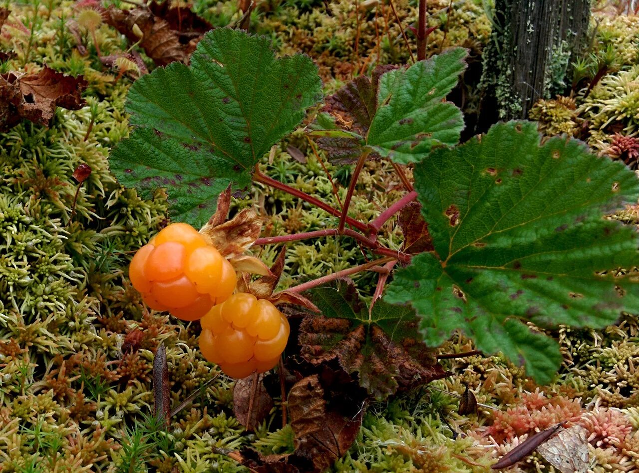 северная ягода морошка. арктическая морошка. северная ягода морошка. морошка обыкновенная. северная морошка.