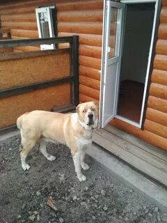 Передержек ростов на дону