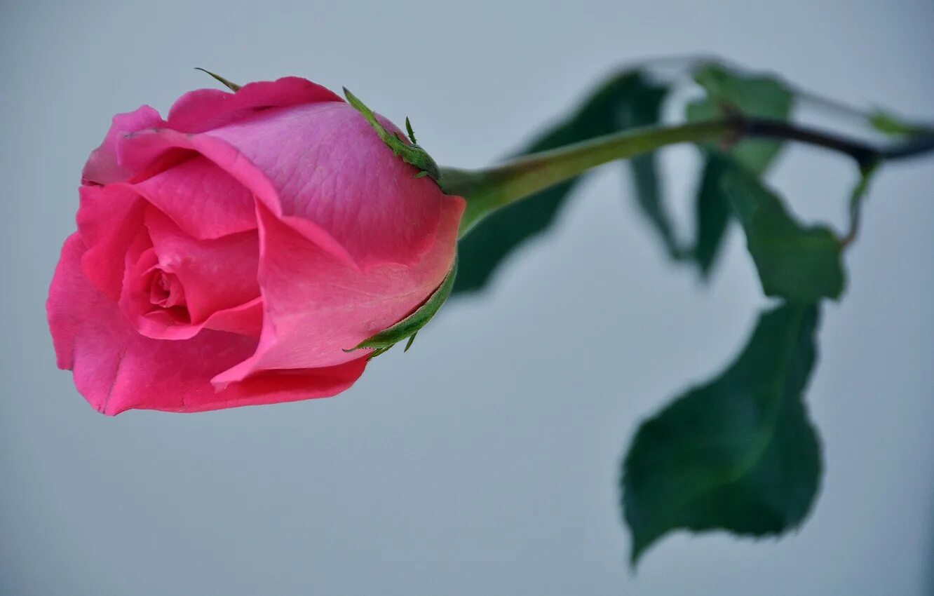 Бутон розы. Розы большие бутоны. Розовый бутон. Красивые бутоны роз. Бутон розовой розы